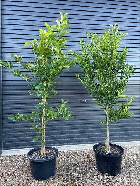 Advanced Lemon Tree - 2m Tall