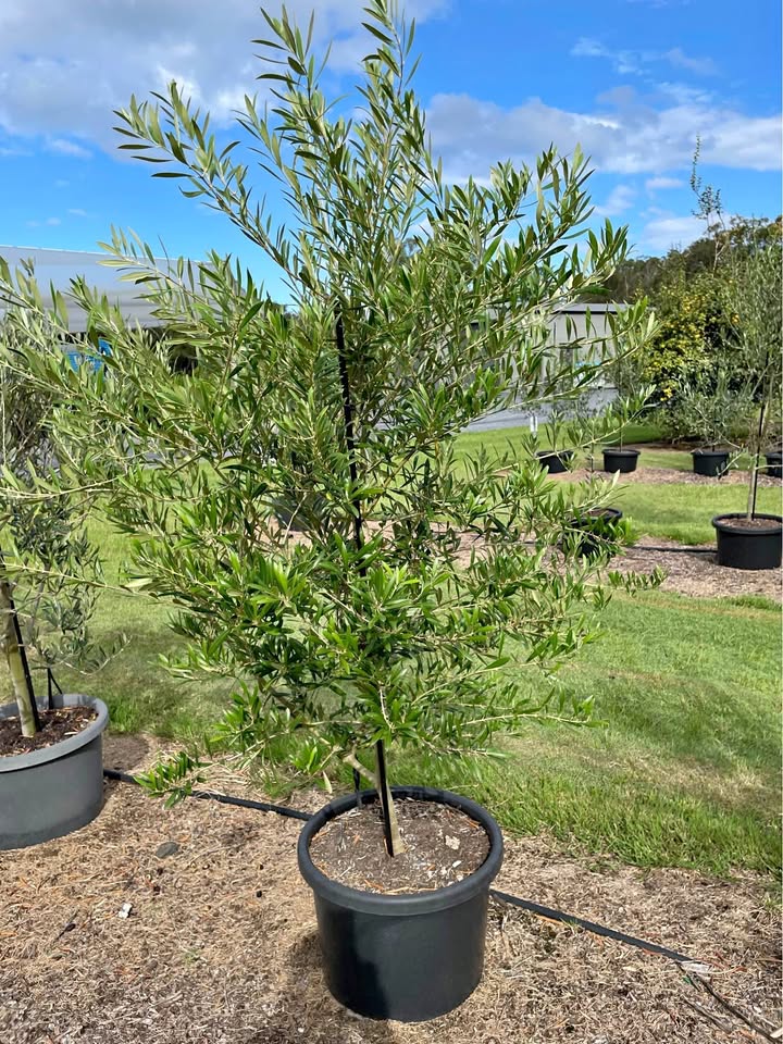 Advanced Olive Tree