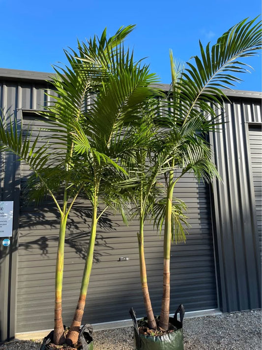 Bangalow Palms