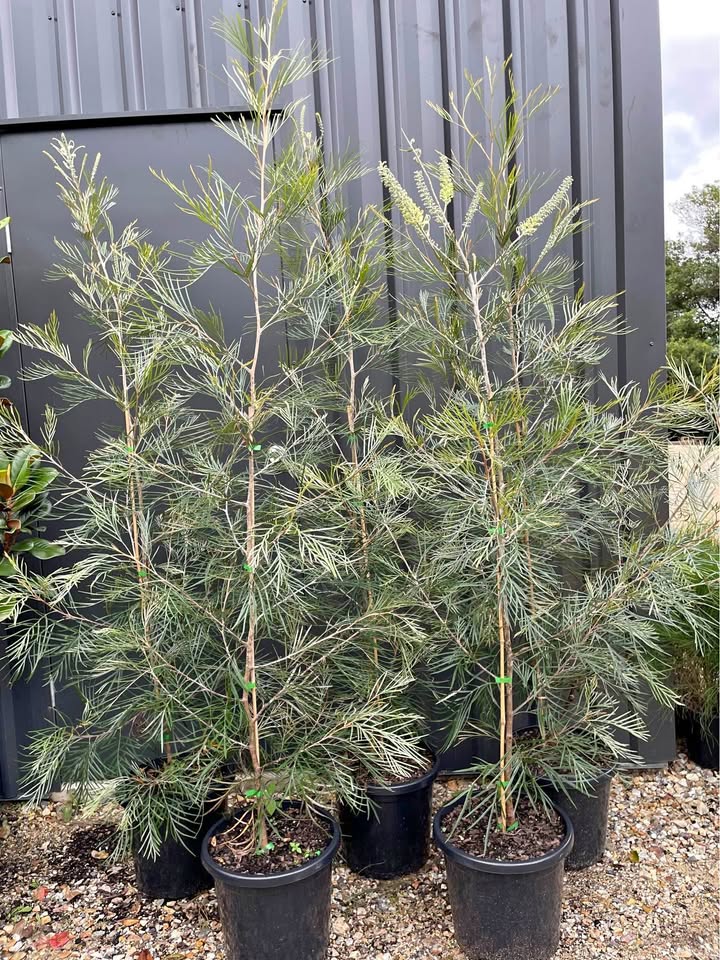 Grevillea Trees - 2m