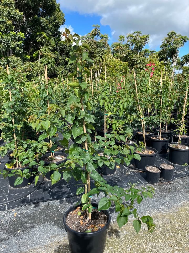 Bougainvillea ‘La Jolla’