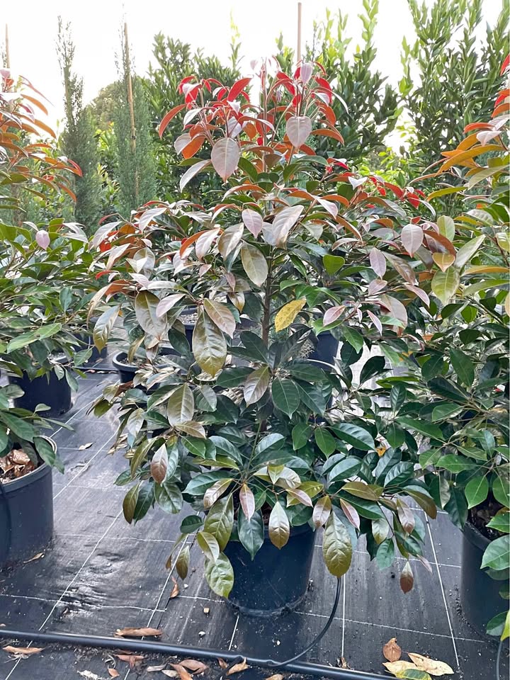 Elaeocarpus Eumundi Quandong