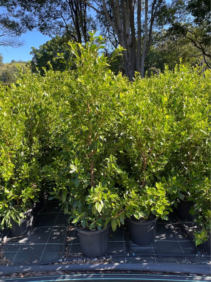 Ficus Flash