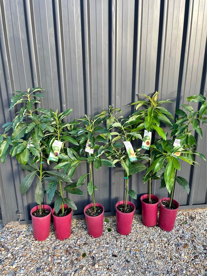Grafted Avocado