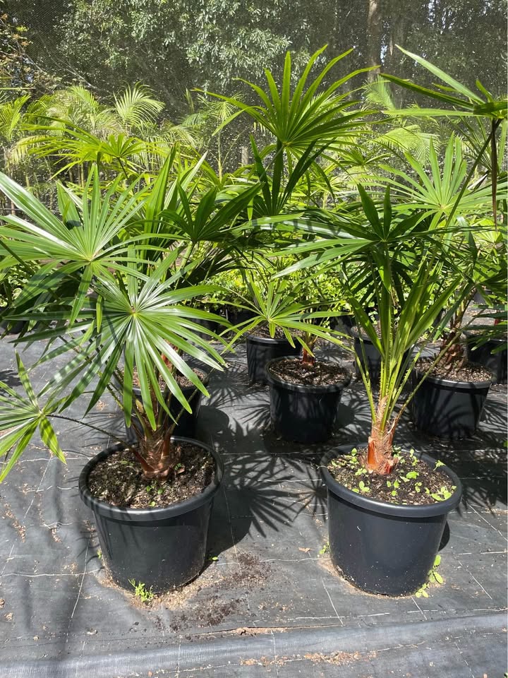 Livistona Australias (Cabbage Tree Plant)