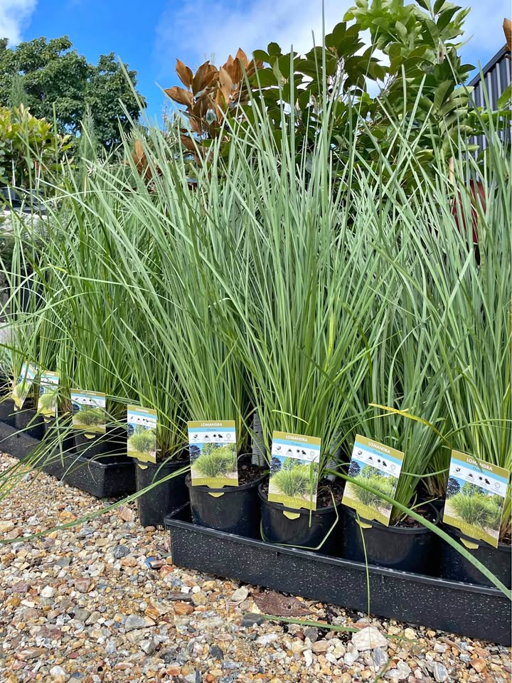 Lomandra Ocean - Blue/Green Foliage
