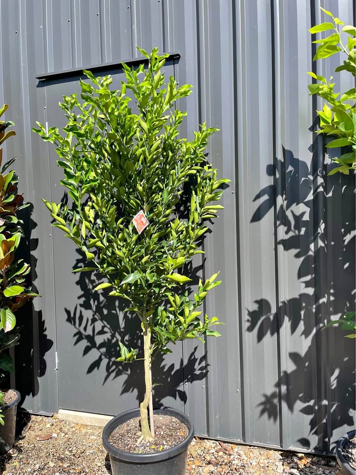Advanced Mandarin Trees - 1.8m Tall