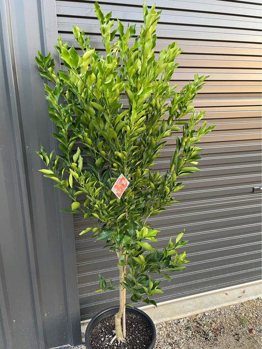 Advanced Mandarin Trees - 1.8m Tall