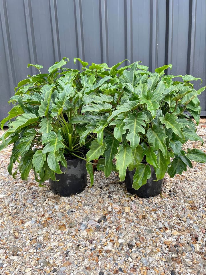 landscape philodendron xanadu Philodendron Xanadu