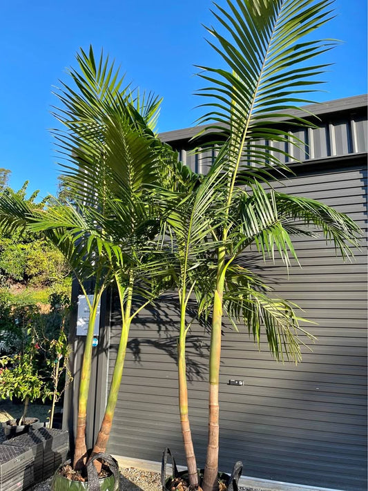 Bangalow Palms