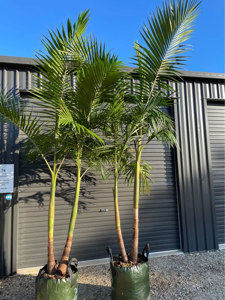 Bangalow Palms