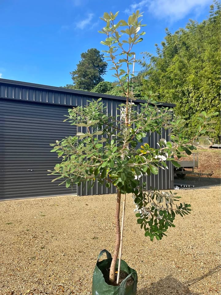 Banksia Integrifolia - 2m