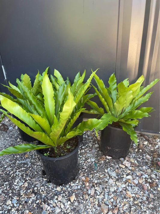 Birds Nest Fern
