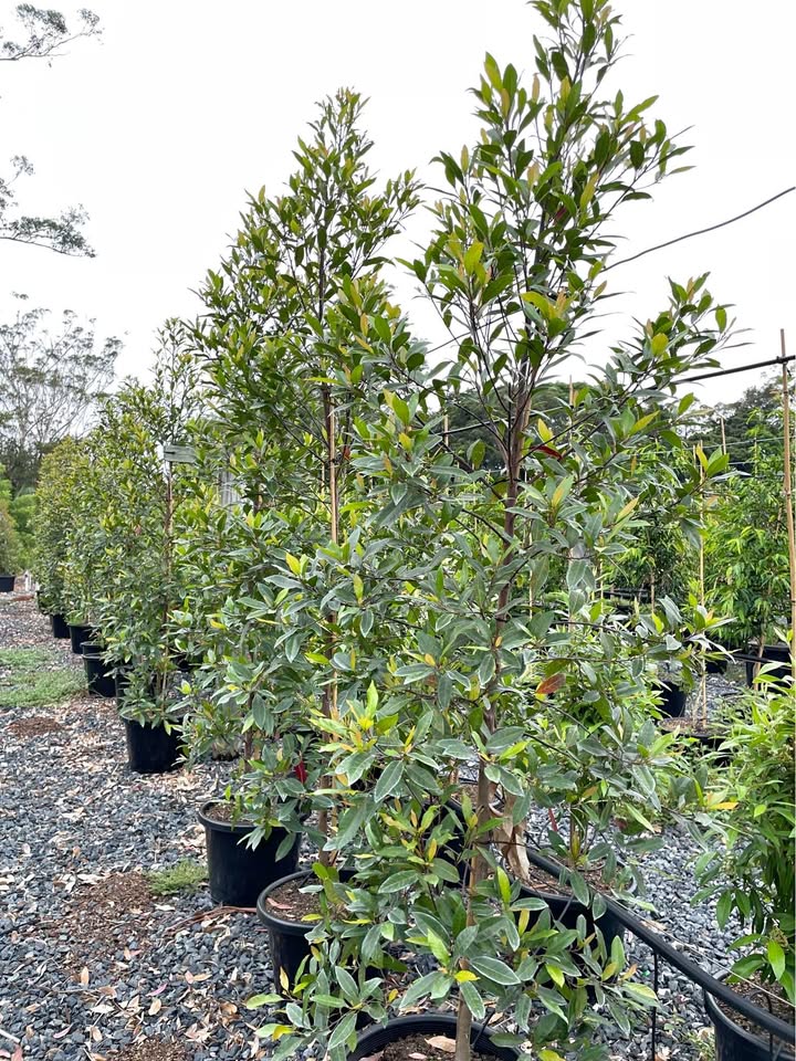 Blueberry Ash - Elaeocarpus Reticulatus