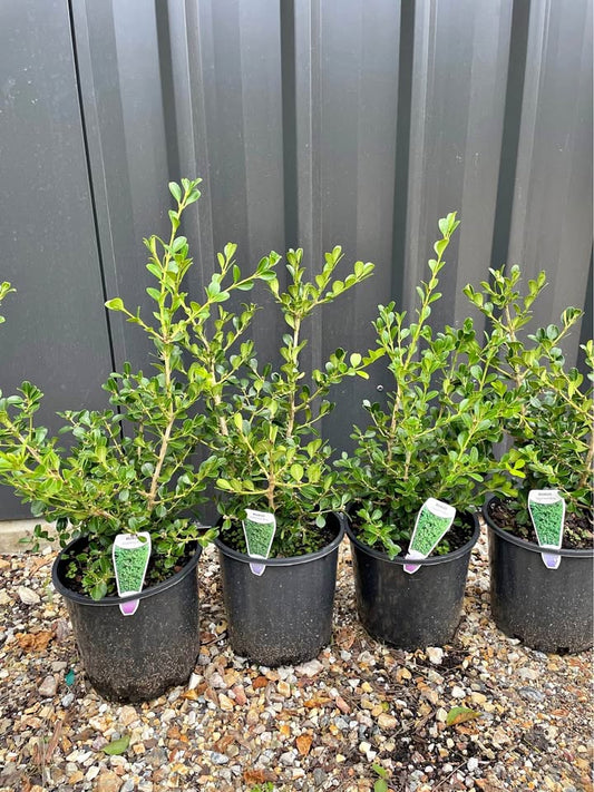 Buxus