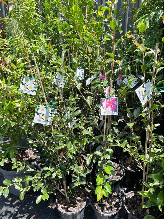 Camellia Tree