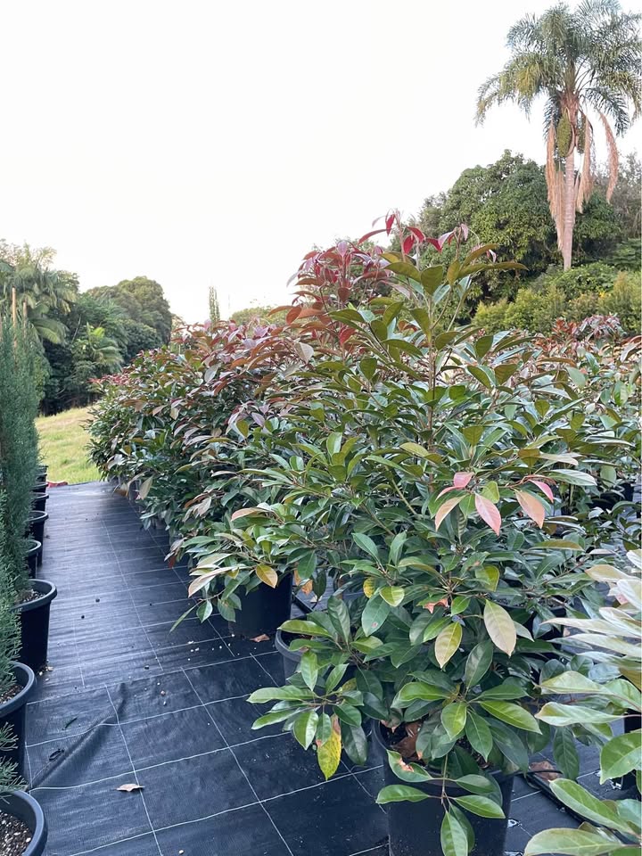 Elaeocarpus Eumundi Quandong