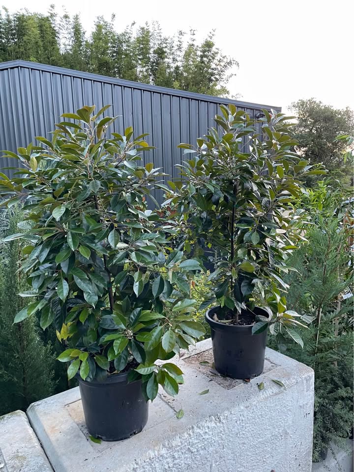 Elaeocarpus Eumundi Quandong