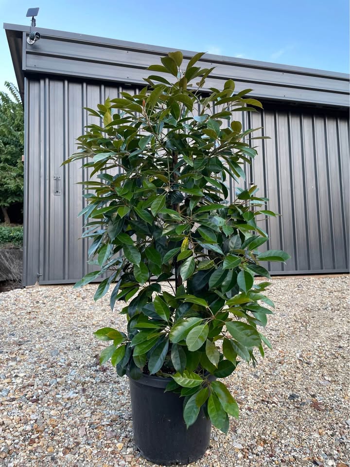 Elaeocarpus Eumundi Quandong