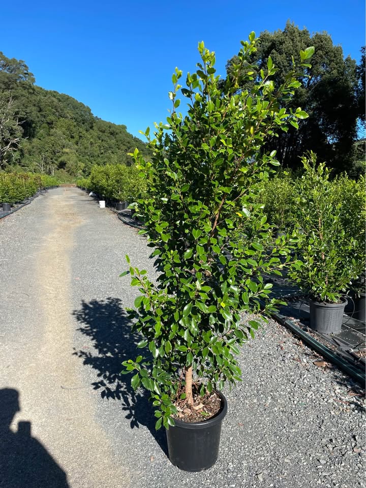 Ficus Flash