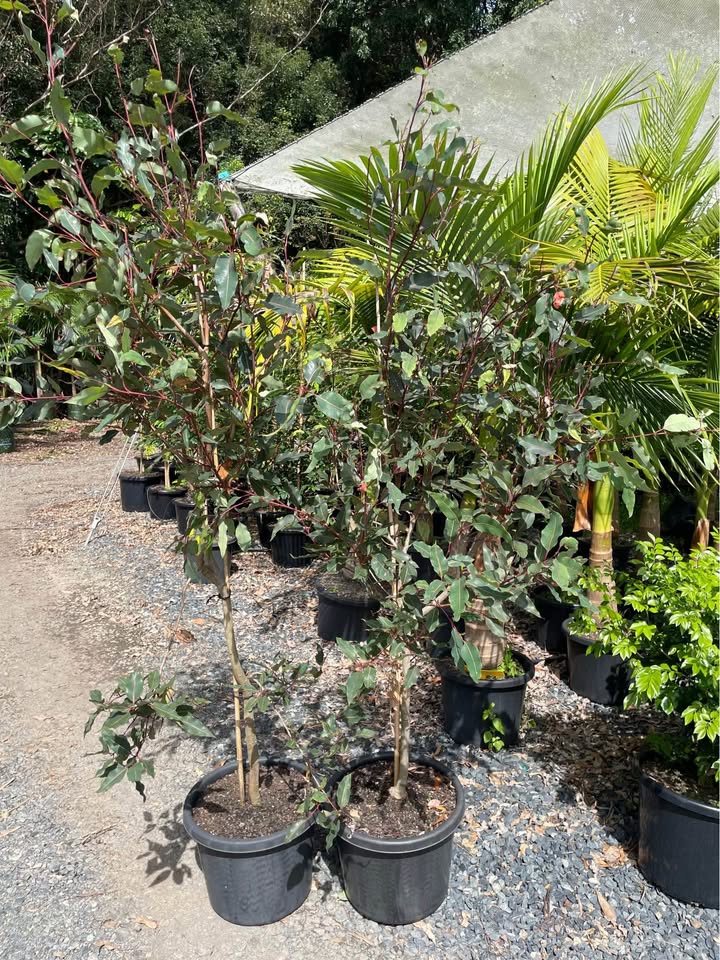 Grafted Gum (Wildfire)