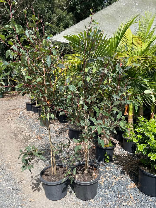 Grafted Gum (Wildfire)