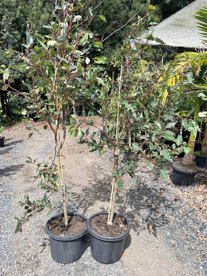 Grafted Gum (Wildfire)