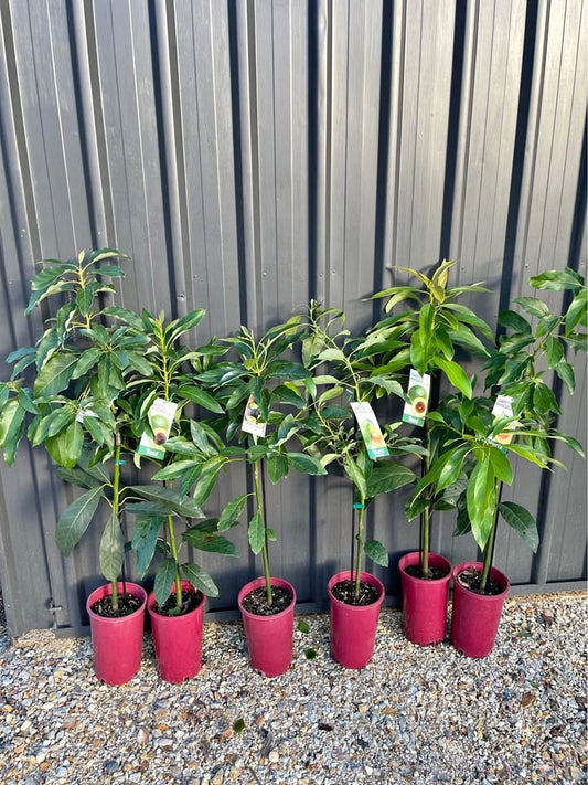 Grafted Avocado - Multiple Varieties