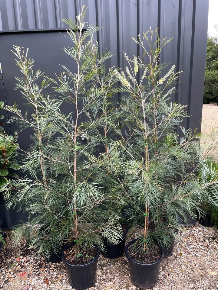 Grevillea Trees - 2m – Tulloch Horticulture