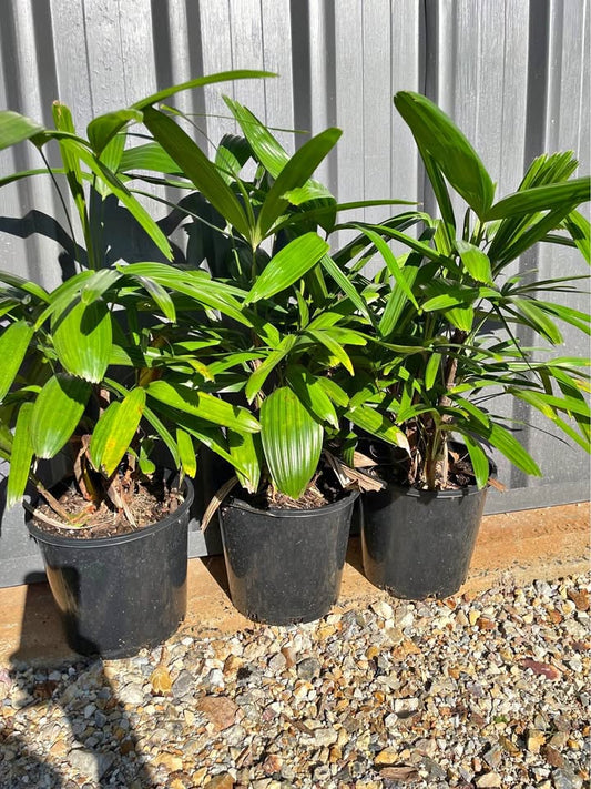 Multi-planted Lady Palm