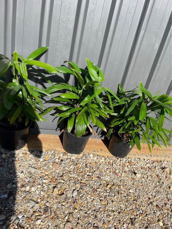 Multi-planted Lady Palm