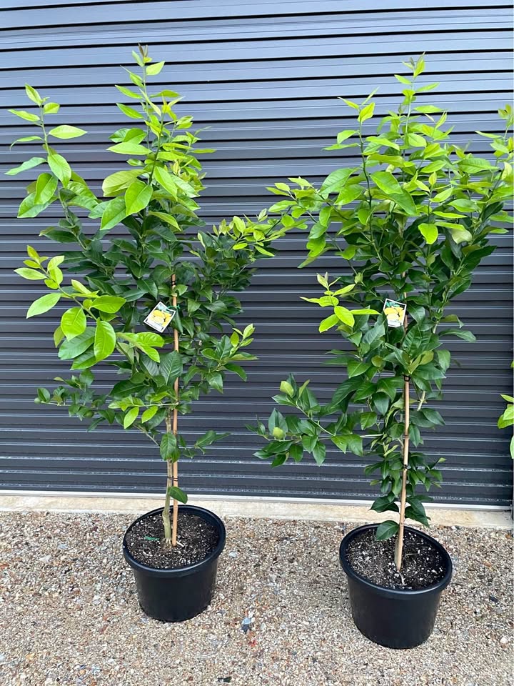 Advanced Lemon Tree - 2m Tall