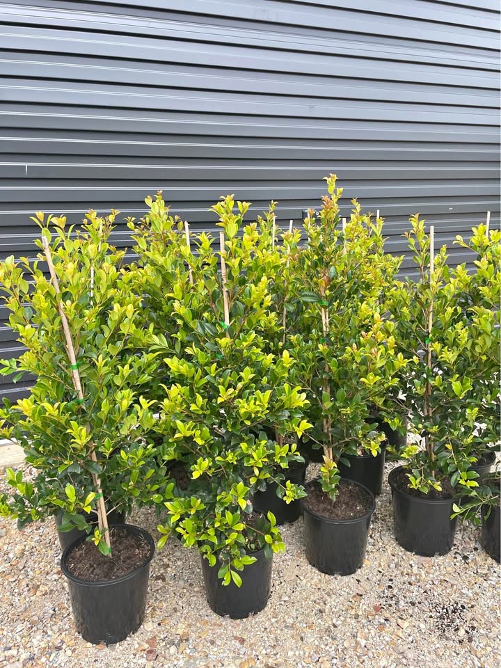 Lilly Pilly Resilience