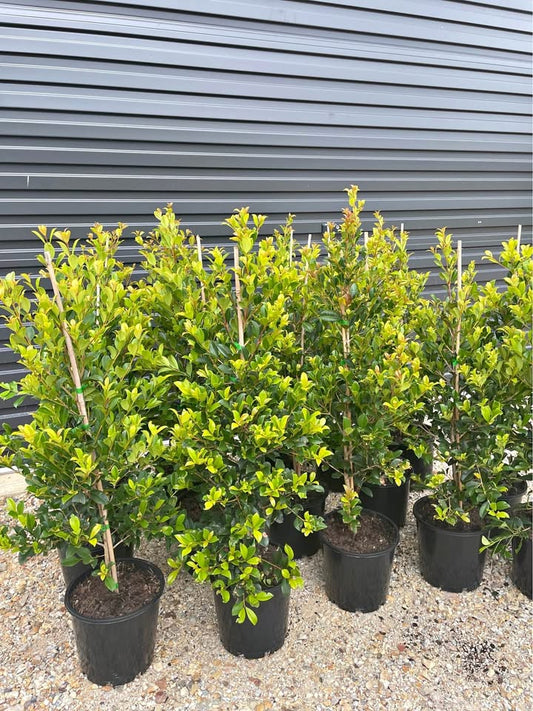 Lilly Pilly Resilience