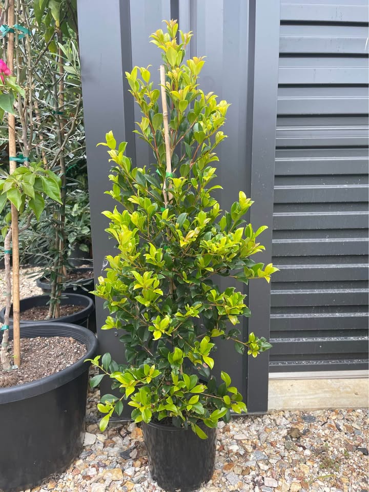 Lilly Pilly Resilience