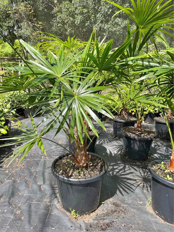 Livistona Australias (Cabbage Tree Plant)