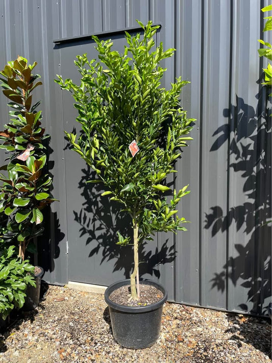Advanced Mandarin Trees - 1.8m Tall