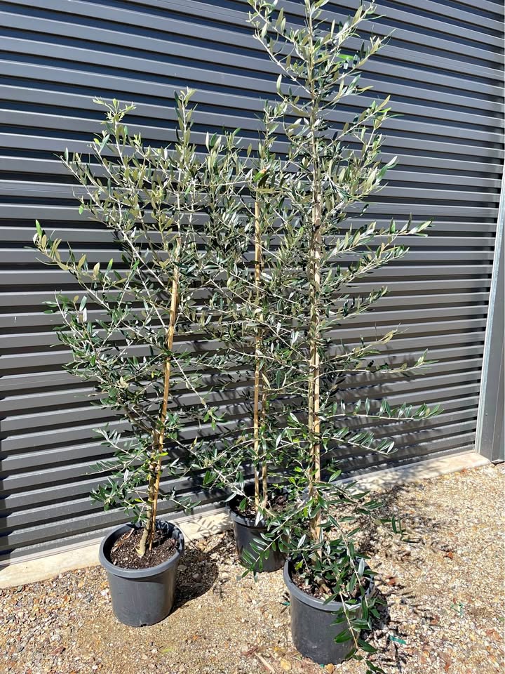 Olive Trees - 1.7m Tall
