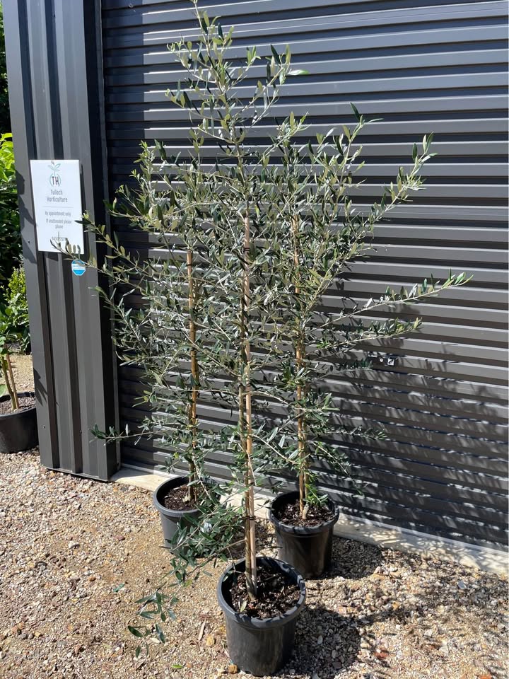 Olive Trees - 1.7m Tall