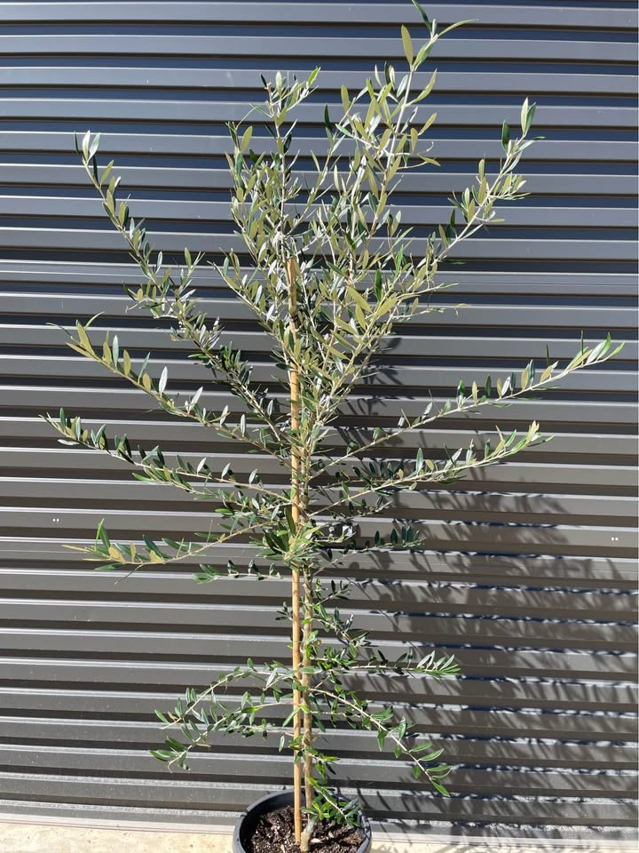 Olive Trees - 1.7m Tall