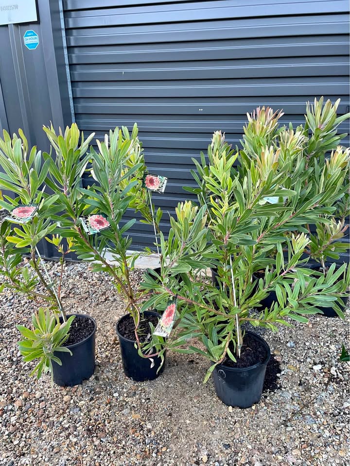 Protea