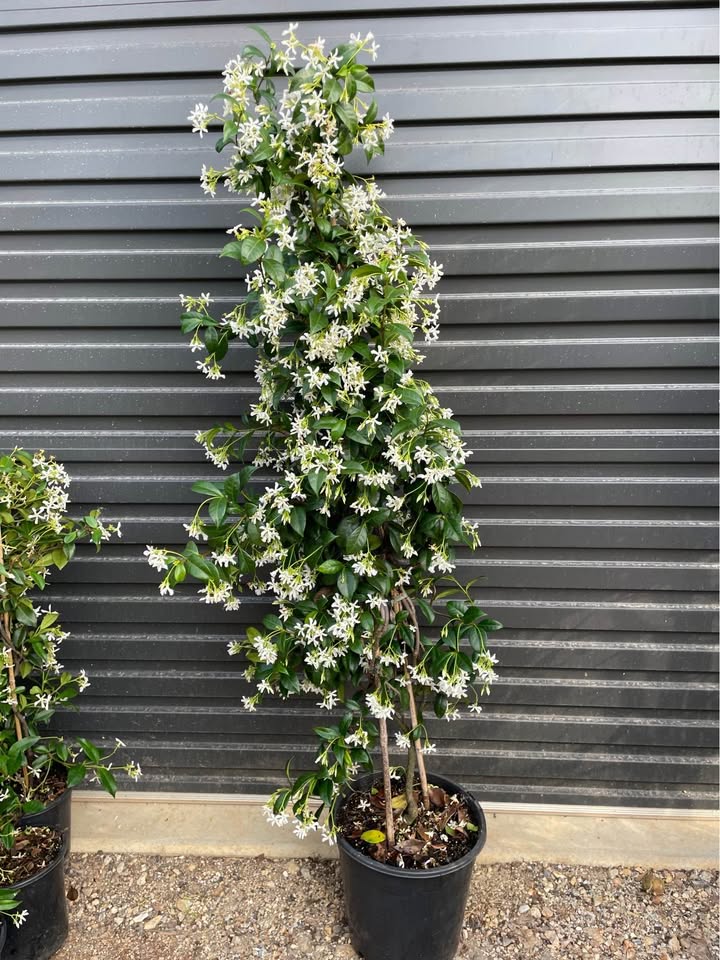 Star Jasmine