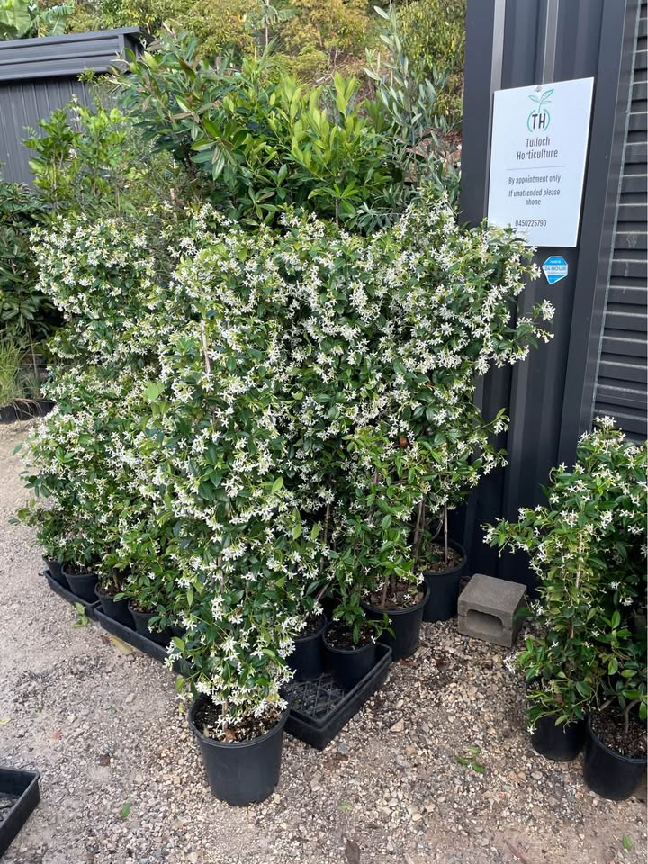 Star Jasmine