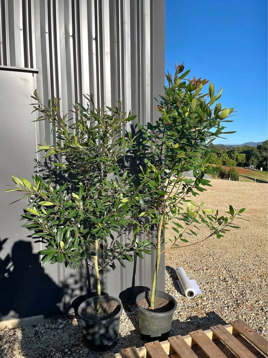 Water Gum - Tristaniopsis laurina