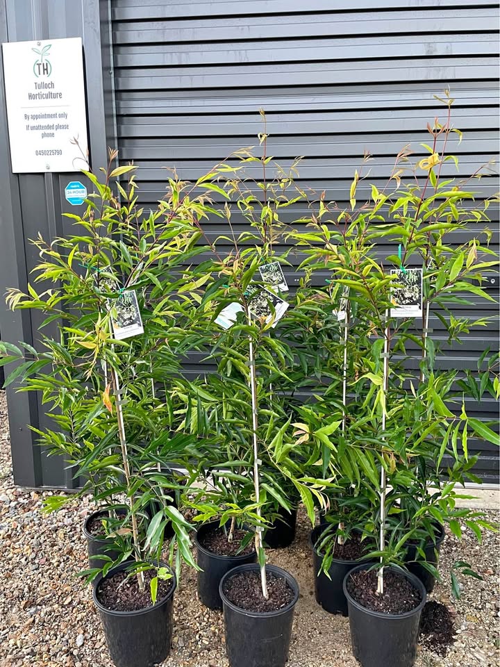 Waterhousea Floribuna Lilly Pilly