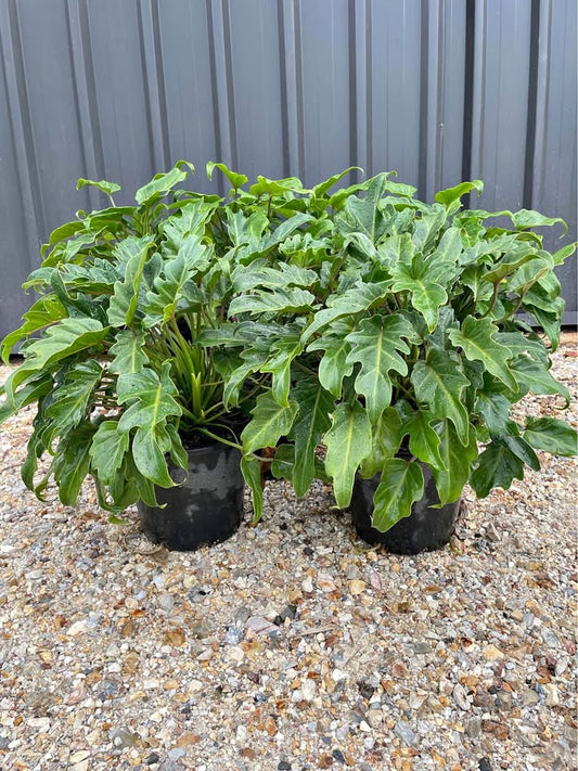 Philodendron Xanadu