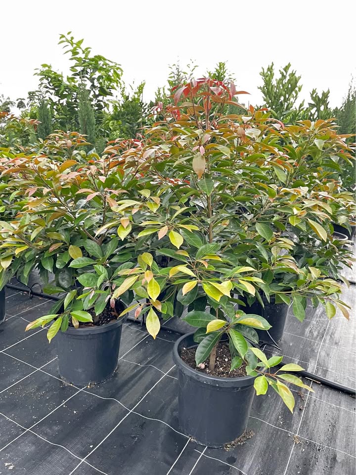 Elaeocarpus Eumundi Quandong