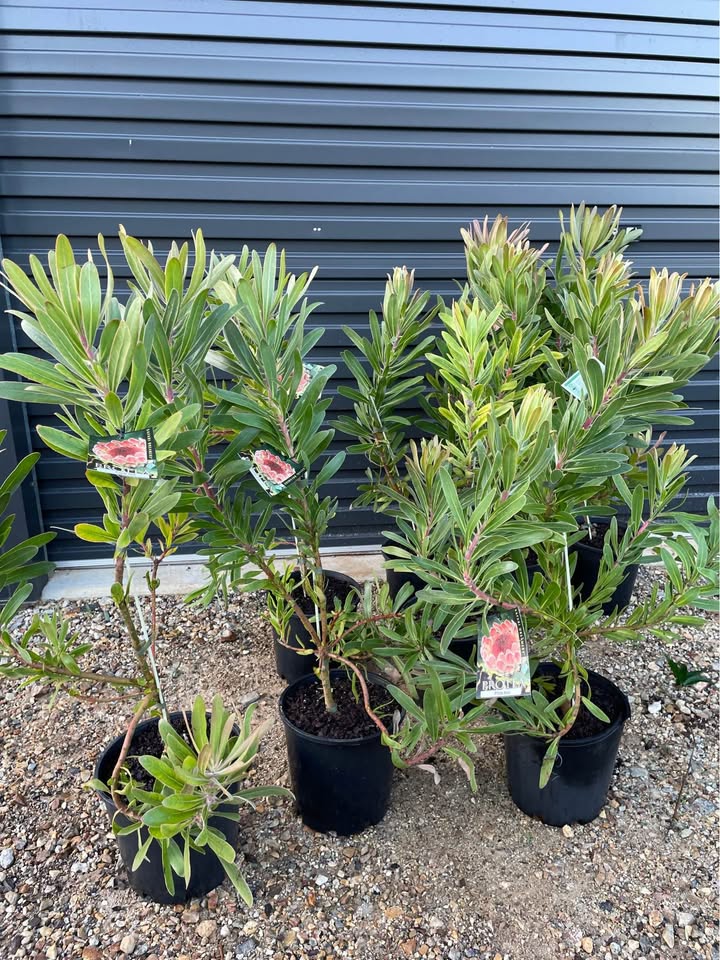 Protea